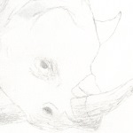 A Rhinoceros I drew a long time ago